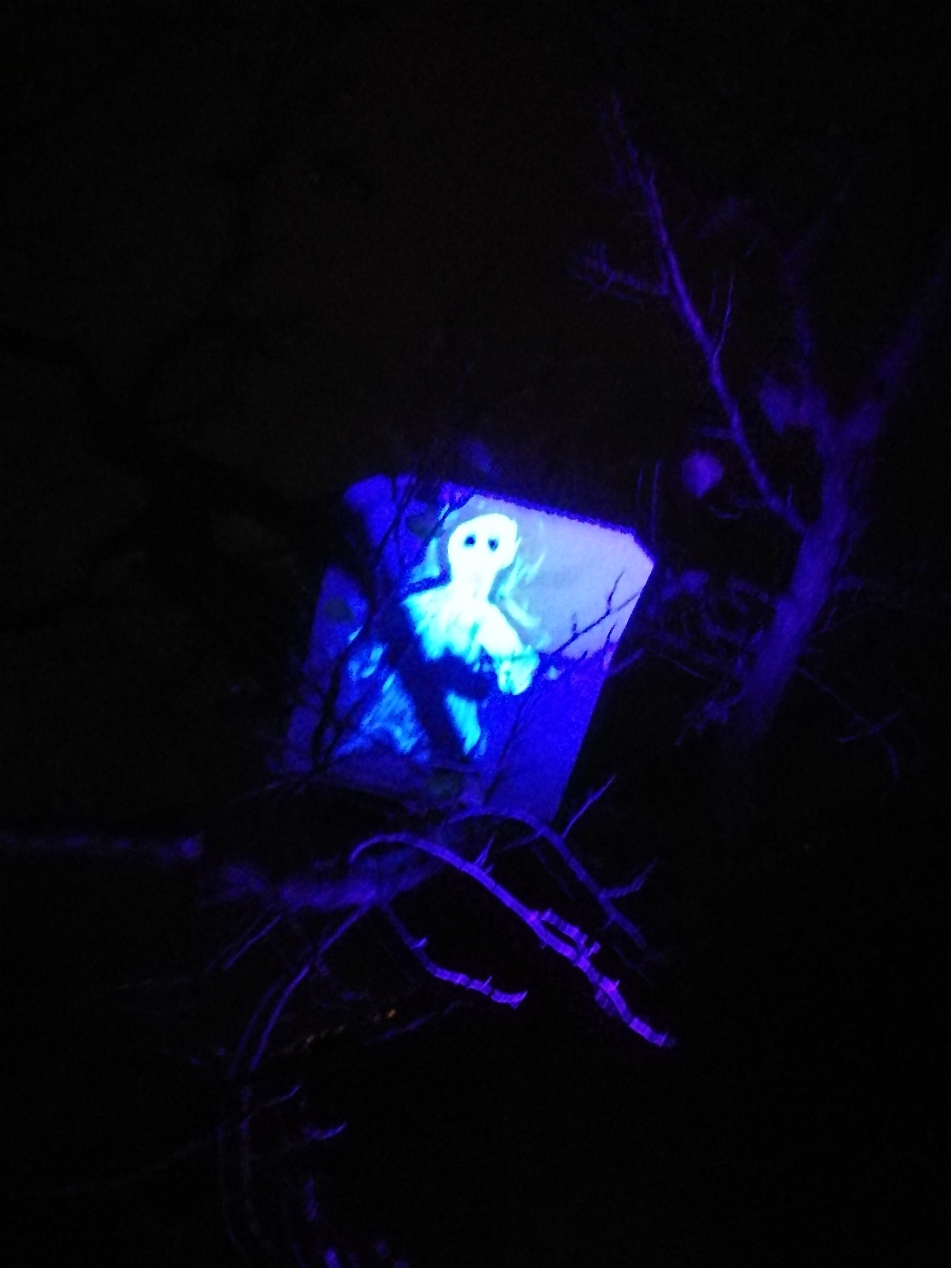 UV Bild bei Schwarzlicht im Baum